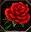 Rózsa (vörös).jpg